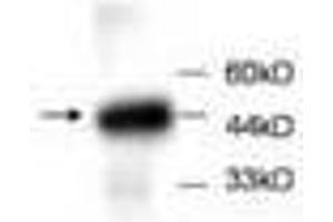 Image no. 1 for anti-Peroxiredoxin 5 (PRDX5) antibody (ABIN791506) (Peroxiredoxin 5 antibody)