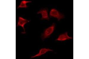 OR2C1 antibody