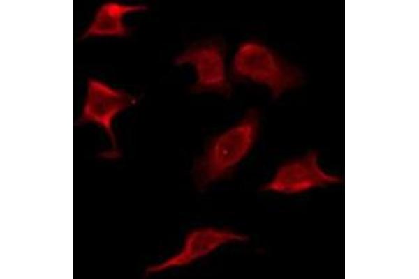 OR2C1 antibody