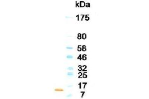 Western Blotting (WB) image for anti-Colony Stimulating Factor 2 (Granulocyte-Macrophage) (CSF2) antibody (HRP) (ABIN933919) (GM-CSF antibody  (HRP))