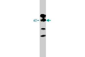 Western blot analysis of Adra2b expression in MDCK cells transfected to produce Adra2b protein with Adra2b monoclonal antibody, clone 5G10.