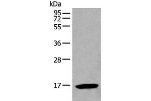 Western blot analysis of HL-60 cell lysate using BCL2L2 Polyclonal Antibody at dilution of 1:500 (BCL2L2 antibody)