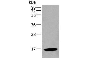 Western blot analysis of HL-60 cell lysate using BCL2L2 Polyclonal Antibody at dilution of 1:500 (BCL2L2 antibody)
