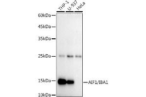 Western blot analysis of extracts of various cell lines, using /IB antibody (ABIN7265554) at 1:1000 dilution. (Iba1 antibody)