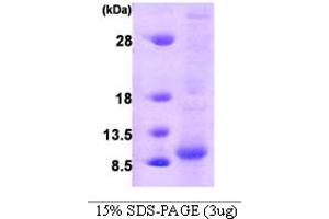 SDS-PAGE (SDS) image for Glutaredoxin 1 (GRX1) (AA 1-106) protein (ABIN666882)