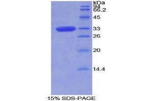 SDS-PAGE (SDS) image for Torsin Family 2, Member A (TOR2A) (AA 34-293) protein (His tag) (ABIN1877380)