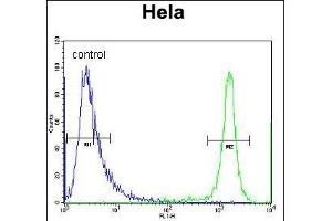DRG1 Antibody (C-term) (ABIN656551 and ABIN2845813) flow cytometric analysis of Hela cells (right histogram) compared to a negative control cell (left histogram). (DRG1 antibody  (C-Term))