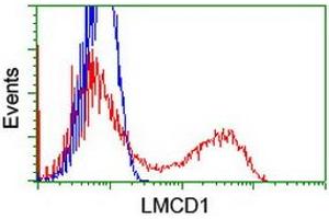 HEK293T cells transfected with either RC200062 overexpress plasmid (Red) or empty vector control plasmid (Blue) were immunostained by anti-LMCD1 antibody (ABIN2454754), and then analyzed by flow cytometry. (LMCD1 antibody)