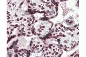 ABIN185443 (4µg/ml) staining of paraffin embedded Human Placenta. (HMGA1 antibody  (Internal Region))