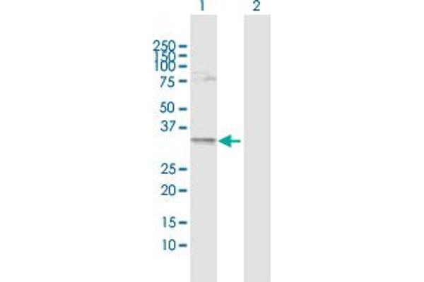 C1orf33 antibody  (AA 1-239)