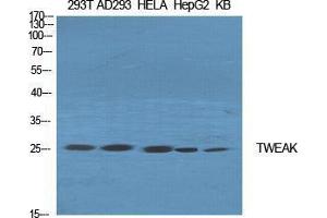 Western Blot (WB) analysis of specific cells using TWEAK Polyclonal Antibody. (TWEAK antibody  (Internal Region))