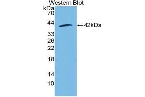 Figure. (MGP antibody  (AA 23-103))