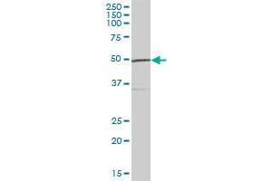UBE1DC1 MaxPab polyclonal antibody. (UBA5 antibody  (AA 1-404))