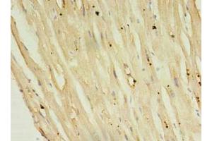 Immunohistochemistry of paraffin-embedded human heart tissue using ABIN7146812 at dilution of 1:100 (Phospholamban antibody  (AA 1-52))