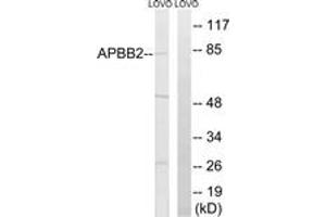 Western blot analysis of extracts from LOVO cells, using APBB2 Antibody. (APBB2 antibody  (AA 471-520))