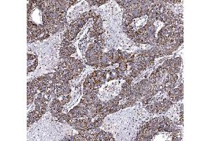 IHC analysis of COX6B1 using anti-COX6B1 antibody (ABIN7603206). (COX6B1 antibody  (N-Term))