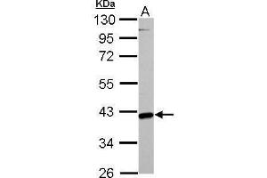 Western Blotting (WB) image for anti-Glutamic-Oxaloacetic Transaminase 2, Mitochondrial (Aspartate Aminotransferase 2) (GOT2) (Center) antibody (ABIN2855229)