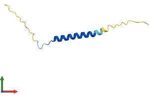 Protein Structure (PS) image for XYD Domain Containing Ion Transport Regulator 2 (FXYD2) (AA 1-66) protein (Fc Tag) (ABIN7552538)
