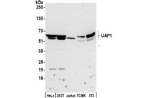 Western Blotting (WB) image for anti-UDP-N-Acteylglucosamine Pyrophosphorylase 1 (UAP1) (AA 472-522) antibody (ABIN7452640)