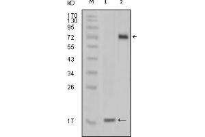 Western Blotting (WB) image for anti-serine/threonine/tyrosine Kinase 1 (STYK1) (truncated) antibody (ABIN2464109) (STYK1 antibody  (truncated))