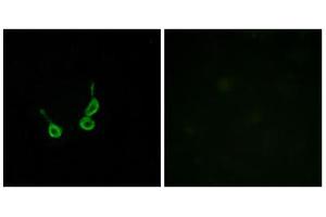 Immunofluorescence analysis of HepG2 cells, using GPR150 antibody.