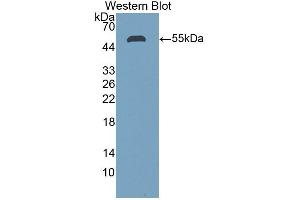 Stanniocalcin 1 antibody  (AA 28-247)