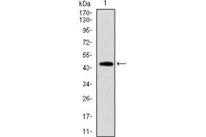 Western Blotting (WB) image for anti-TNF Receptor Superfamily, Member 6 (FAS) antibody (ABIN1845671) (FAS antibody)