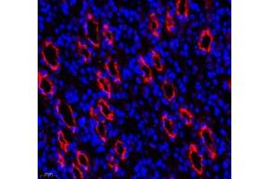 Immunofluorescence of paraffin embedded rat kidney using MAL2 (ABIN7074549) at dilution of 1: 650 (400x lens)