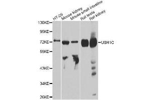 Western blot analysis of extracts of various cell lines, using USH1C antibody. (USH1C antibody  (AA 1-100))