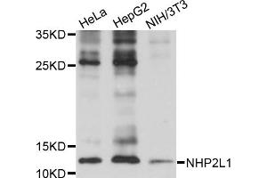 Western blot analysis of extracts of various cell lines, using NHP2L1 antibody (ABIN5973520) at 1/1000 dilution. (NHP2L1 antibody)
