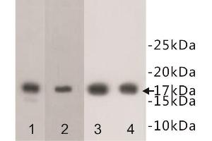 Western Blotting (WB) image for anti-Histone Cluster 1, H3f (HIST1H3F) (meLys4) antibody (ABIN1854944) (HIST1H3F antibody  (meLys4))