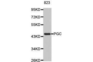 Western Blotting (WB) image for anti-Pepsinogen C (PGC) antibody (ABIN1874107)