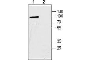 Western blot analysis of human Colo-205 colorectal carcinoma cell lysates: - 1. (SLC9A2 antibody  (C-Term, Intracellular))
