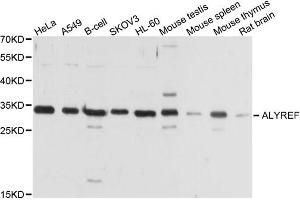 Western blot analysis of extracts of various cell lines, using ALYREF antibody (ABIN1877039) at 1:1000 dilution. (THO Complex 4 antibody)