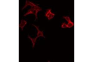 ABIN6275624 staining HeLa by IF/ICC. (CCT7 antibody  (Internal Region))