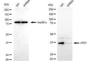 Western blotting analysis using UFD1 antibody (ABIN7800715). (Recombinant UFD1L antibody)