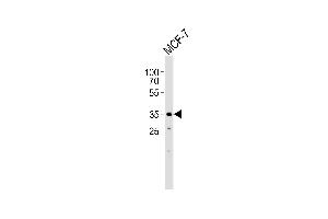 Western blot analysis of lysate from MCF-7 cell line, using FBXL17 Isoform 2 Antibody (C-term) (ABIN1944744 and ABIN2838540). (FBXL17 antibody  (C-Term, Isoform 2))