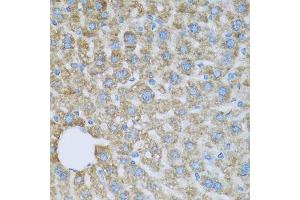 Immunohistochemistry of paraffin-embedded mouse liver using COX6A1 antibody. (COX6A1 antibody  (AA 25-109))