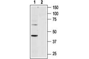 Western blot analysis of rat heart membranes: - 1. (P2RY6 antibody  (C-Term, Intracellular))