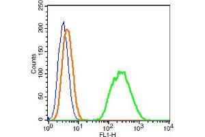 Raji probed with CARD15 Polyclonal Antibody, ALEXA FLUOR® 488 Conjugated (bs-7084R-A488) at 1:100 for 30 minutes compared to control cells (blue)and isotype control (orange). (NOD2 antibody  (AA 251-350) (AbBy Fluor® 488))