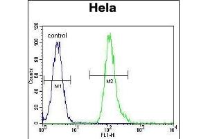 VIME Antibody (ABIN652639 and ABIN2842429) flow cytometric analysis of Hela cells (right histogram) compared to a negative control cell (left histogram). (Vimentin antibody)