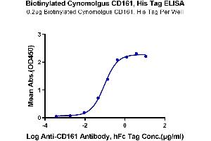 ELISA image for Killer Cell Lectin-Like Receptor Subfamily B, Member 1 (KLRB1) (AA 67-227) protein (His-Avi Tag,Biotin) (ABIN7274062)