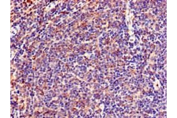LNX1 antibody  (AA 133-259)