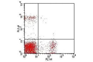 Flow Cytometry (FACS) image for anti-CD8, CD4 antibody (FITC,PE) (ABIN2145428) (CD8, CD4 antibody (FITC,PE))