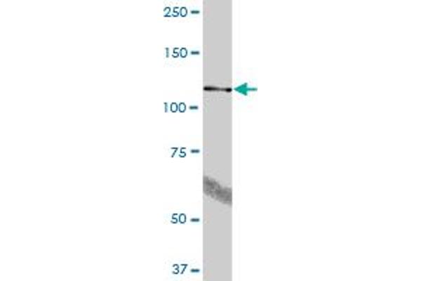 BBX antibody  (AA 1-911)