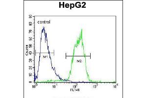 Flow cytometric analysis of HepG2 cells (right histogram) compared to a negative control cell (left histogram). (ACOT11 antibody  (C-Term))
