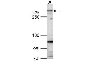 WB Image Sample (30 ug of whole cell lysate) A: Hela 5% SDS PAGE Fibrillin-1 antibody antibody diluted at 1:1000 (Fibrillin 1 antibody  (C-Term))