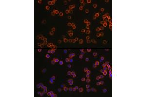 Immunofluorescence analysis of R. (TLR4 antibody  (AA 500-600))