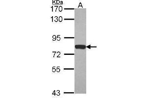 WB Image Sample (30 ug of whole cell lysate) A: NT2D1 7. (Moesin antibody  (C-Term))