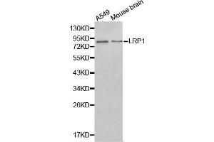 Western blot analysis of extracts of various cell lines, using LRP1 antibody.